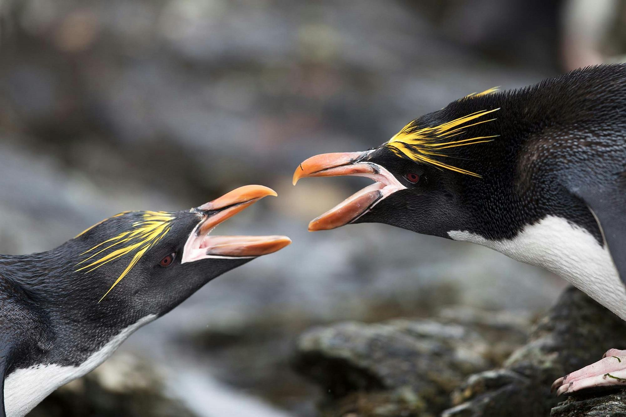 Travel to South Georgia Island, Where the Wild Things Are