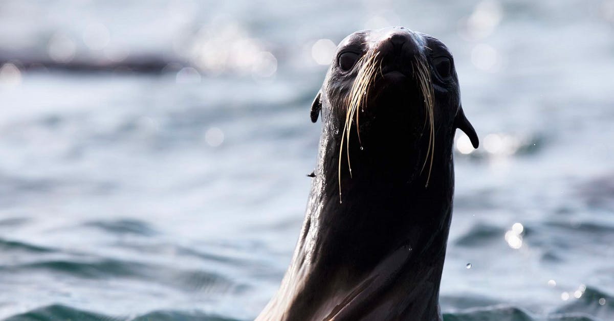 Tyuleniy Island: A Northern Fur Seal Mecca in the Russian Far East