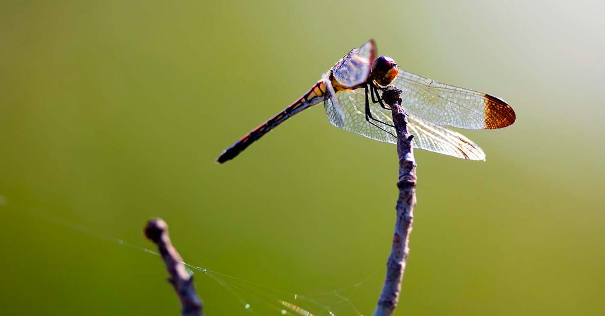 What Does a Dragonfly Symbolize in Japanese Culture?