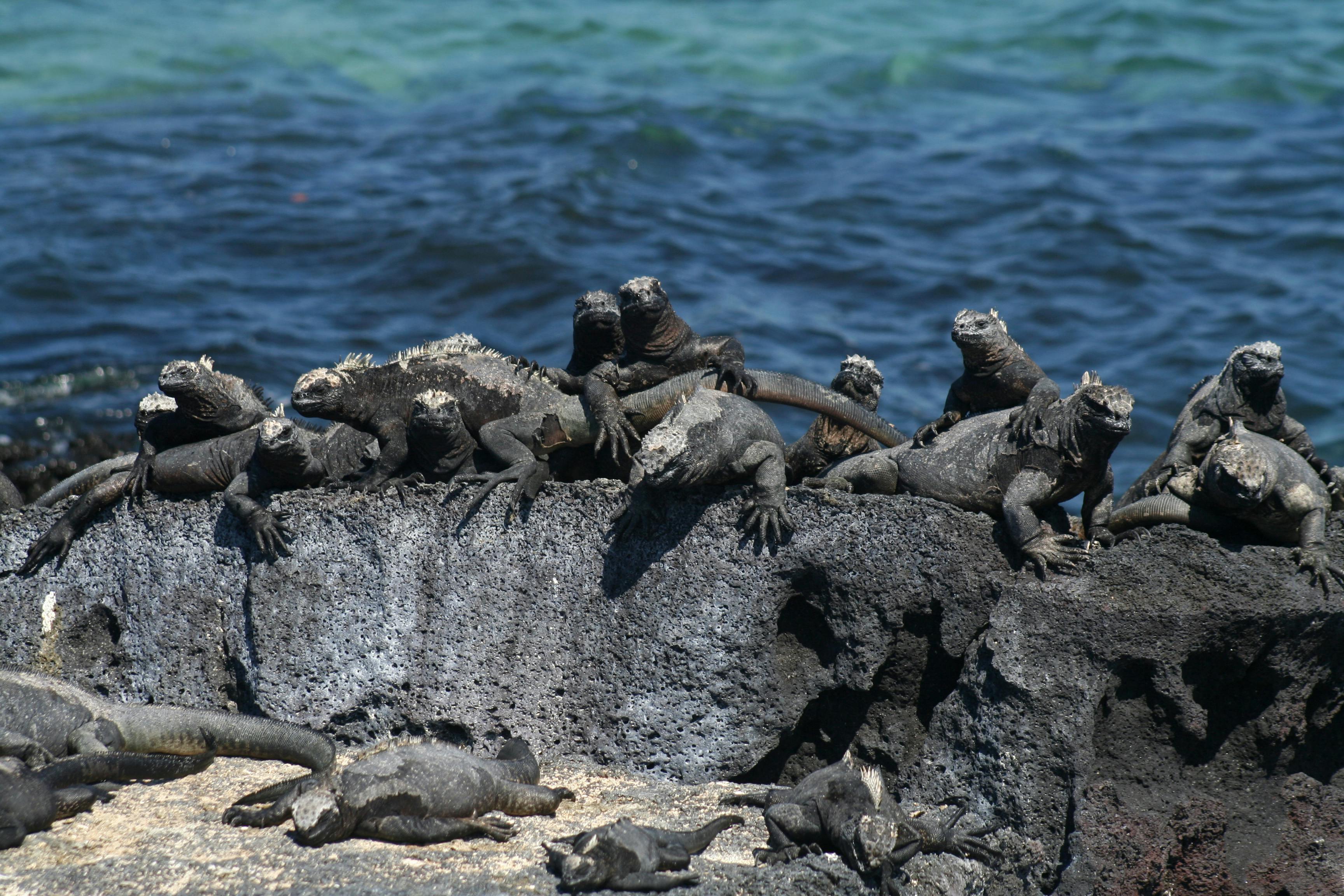 What Galápagos Wildlife Can Teach Us About Natural Selection