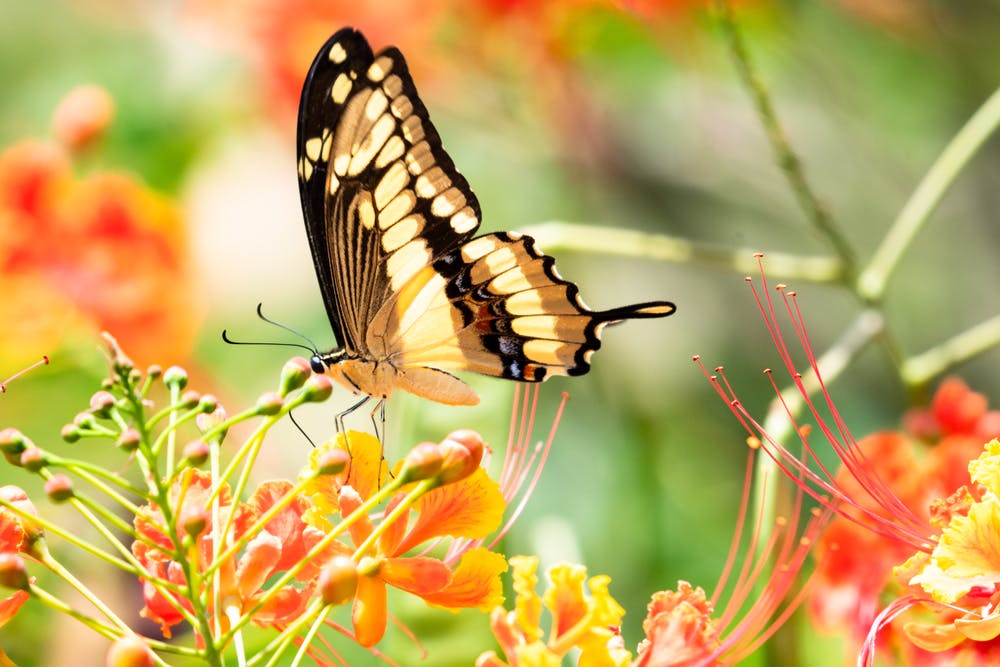 What To Do in Barbados, Featuring the Island Paradise’s Breathtaking Flower Gardens