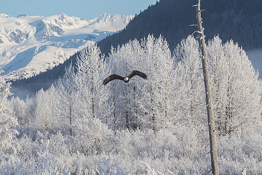 Where You Are Guaranteed to See Alaska Wildlife