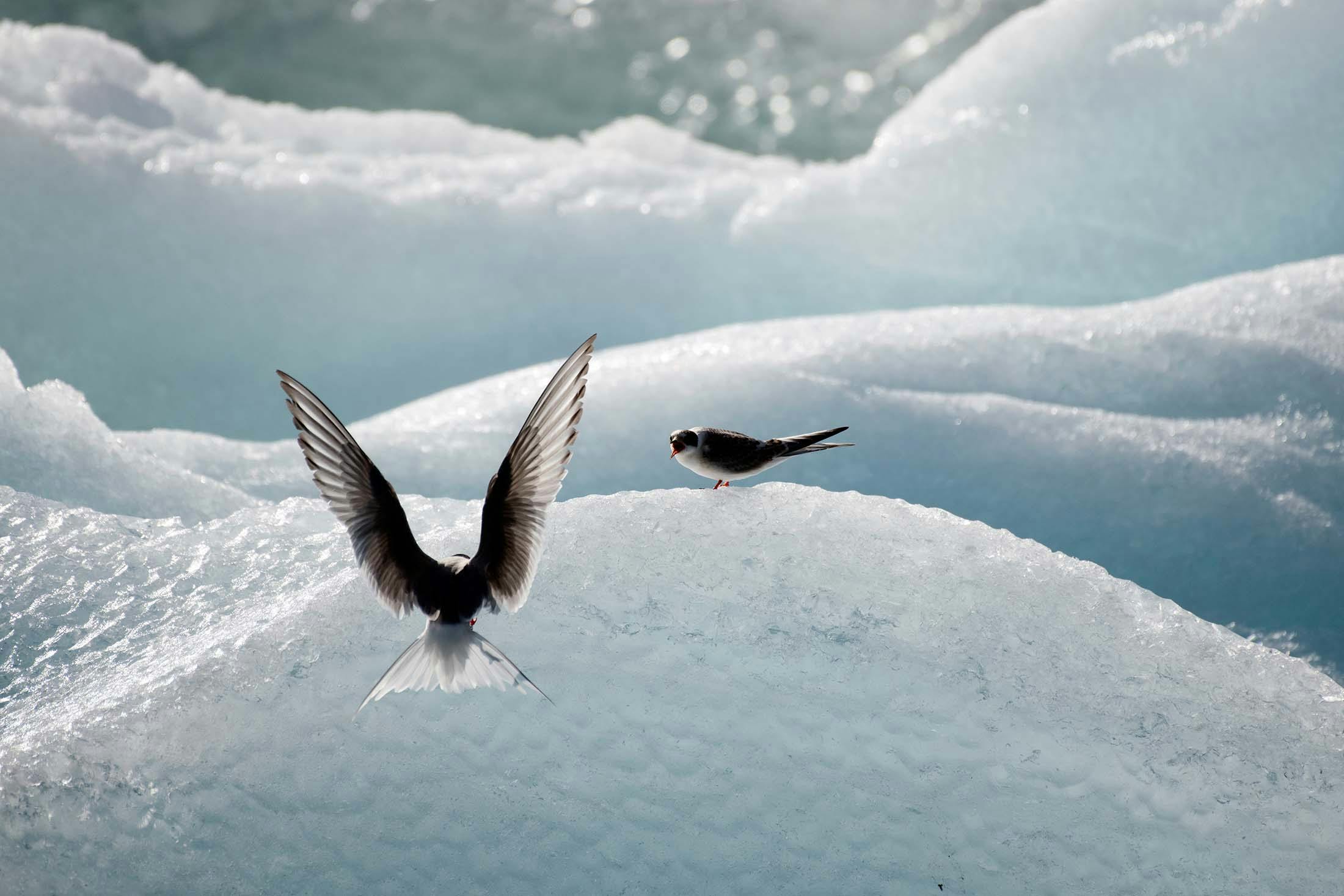 Why the Arctic Tern is Nature’s Fiercest Parent