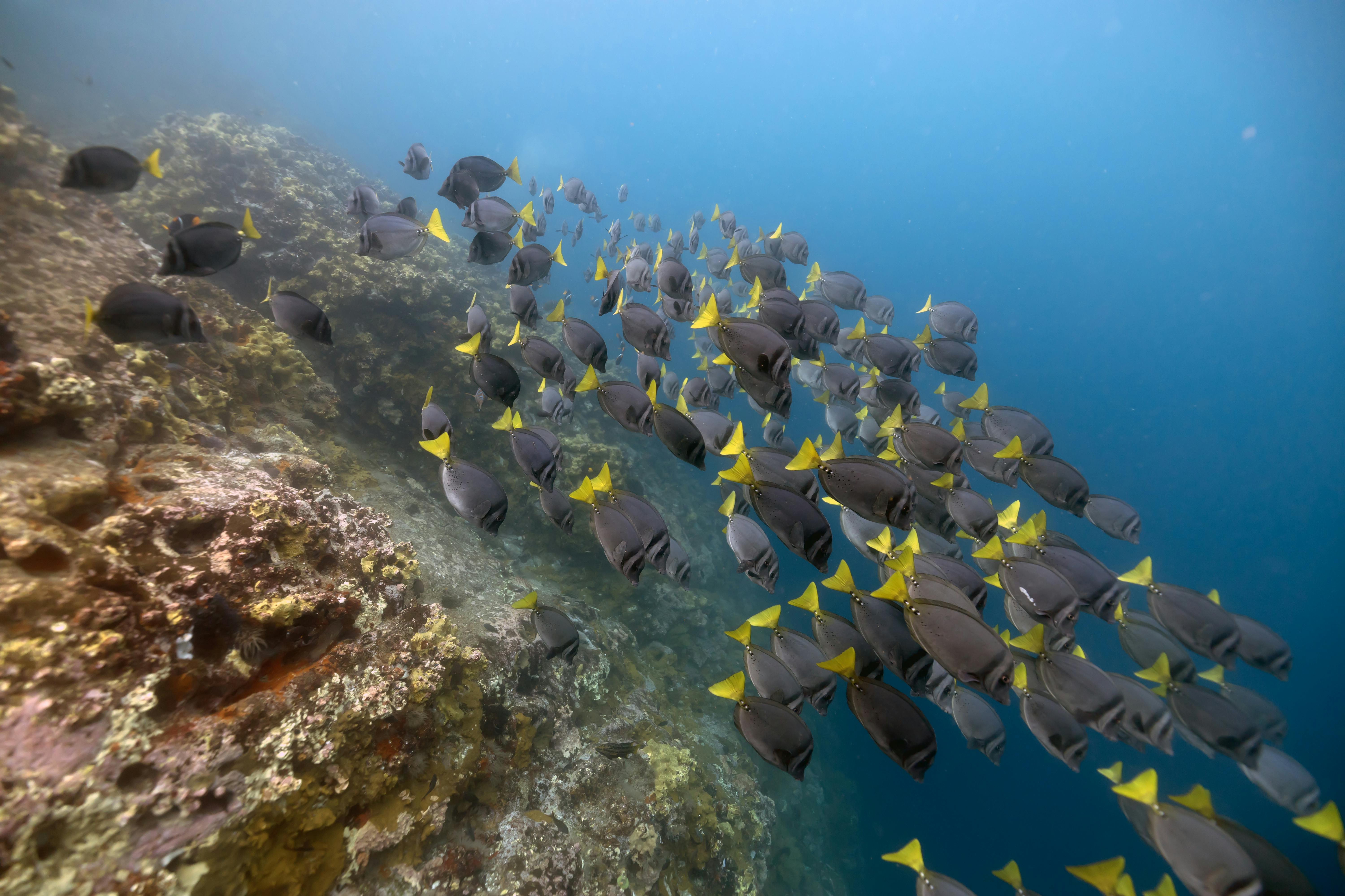 Wildlife in San Cristóbal and the Galápagos: Walk in Charles Darwin’s Steps