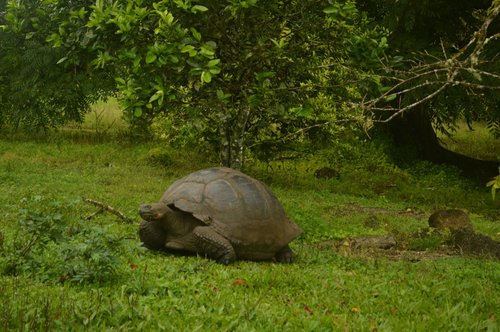 My Adventure to the Galapagos Islands with Lindblad Expeditions: First-Hand Review & Wildlife Guide