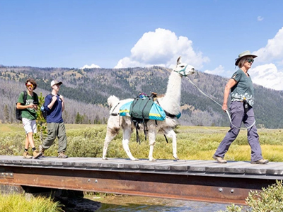 Land/Tour, Rail & Specialty