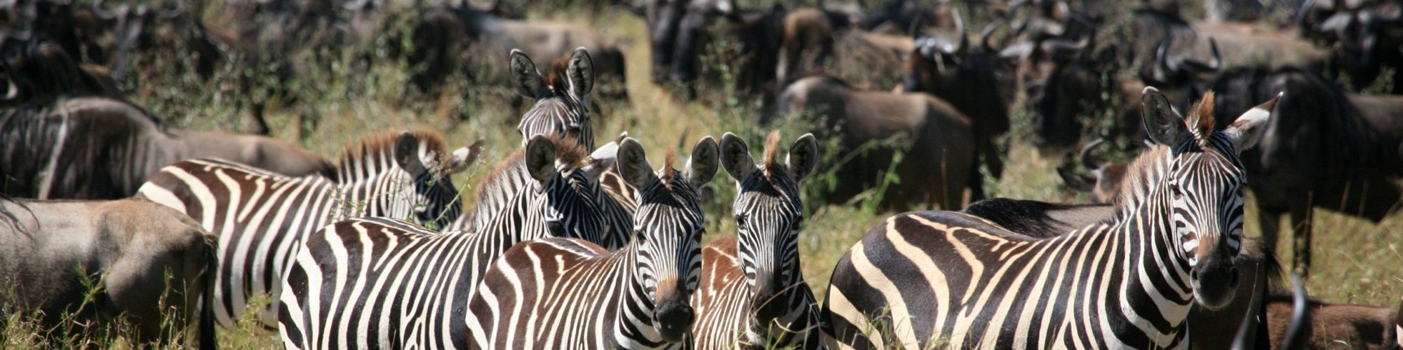 Serengeti travel agents packages deals