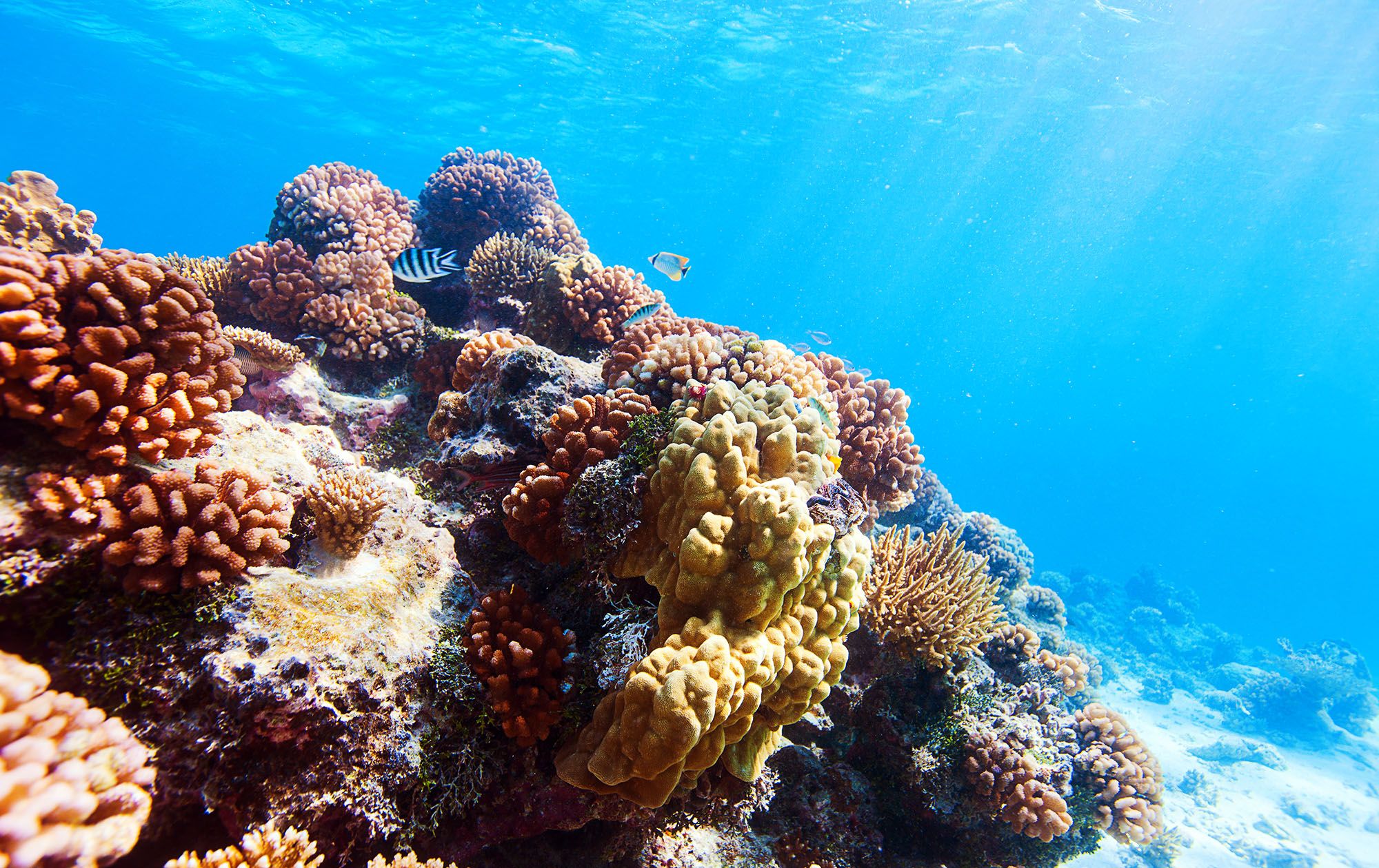 Coral Reef Scuba Dive Saint Lucia