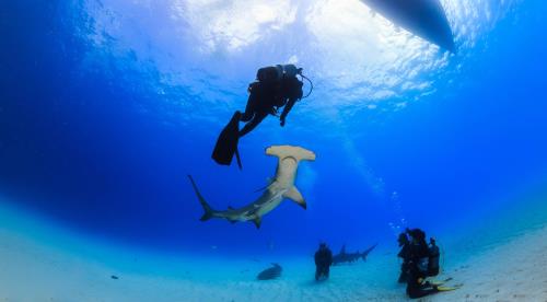 Shark Diving In The Bahamas: The Underwater Thrill Of A Lifetime