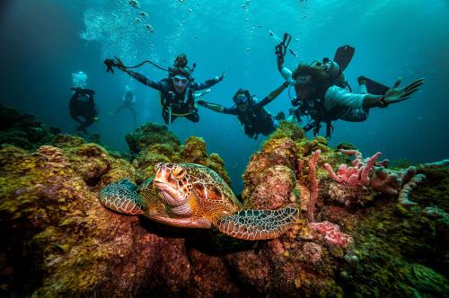 The Top Sandals Resorts & Destinations for the Ideal Scuba Diving Vacation