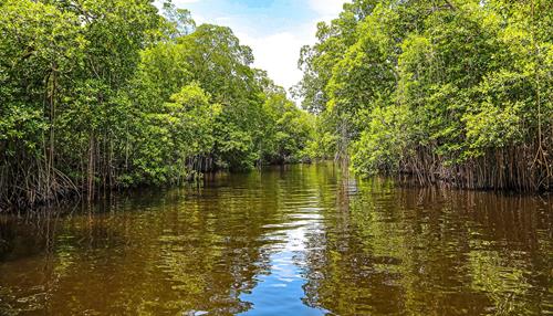 Black River Safari Jamaica - Best For Serenity, Amazing Views & Crocodile Sightings!