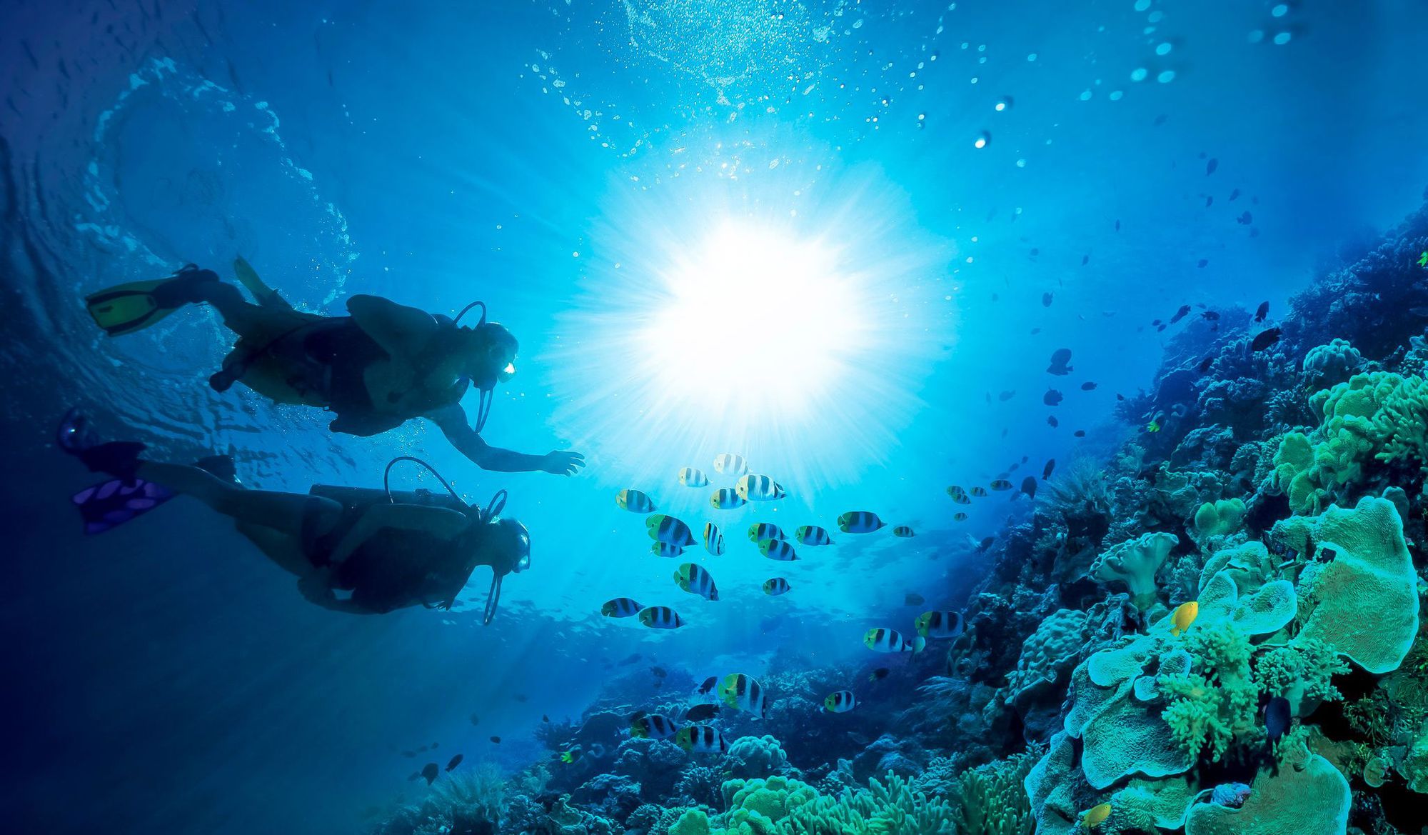 Scuba Diving Near Providenciales, Turks & Caicos: The Complete Guide