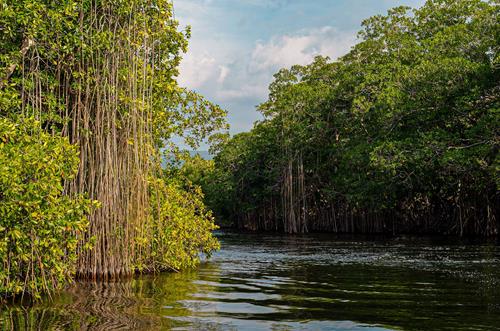 James Bond-Approved Family Fun: Explore Swamp Safari Village In Jamaica!