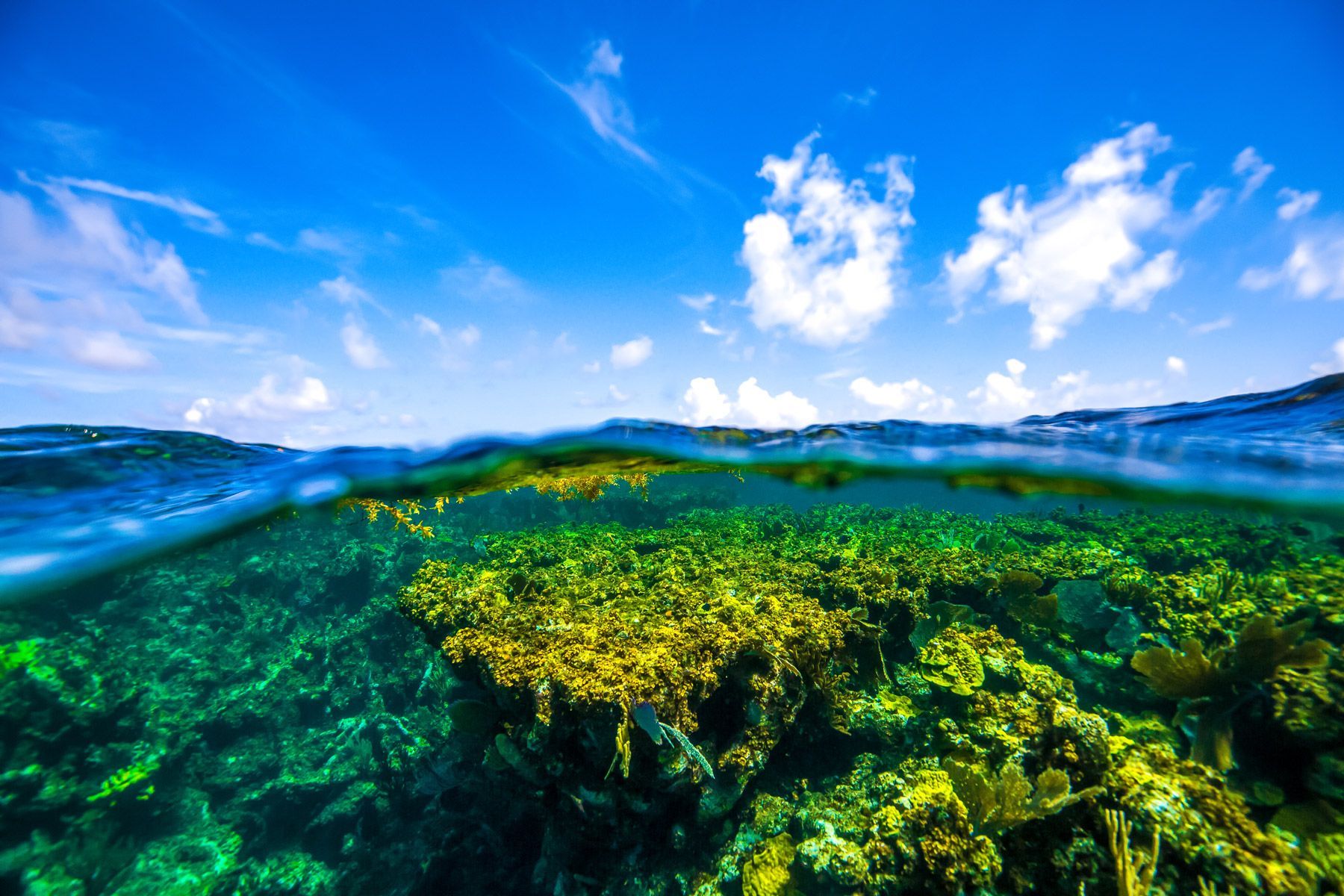 Top 10 Best Places to Snorkel in Turks and Caicos