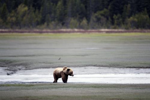Behind the Lens: In the Presence of Brown Bears in Alaska