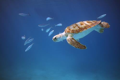 Behind the Lens: Surrounded  by Sea Turtles in Barbados Blue