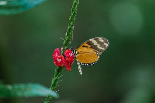 Behind the Lens: Travel to Costa Rica to Find Serenity Among Orchids