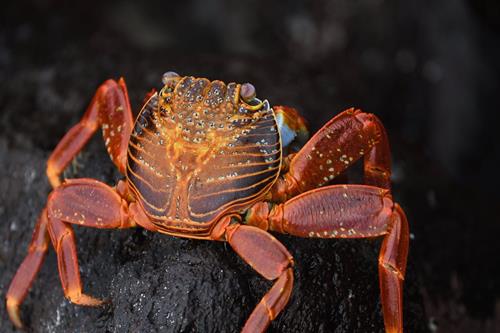 Cartography Magazine Reports from the Galápagos: A Salad of the Senses