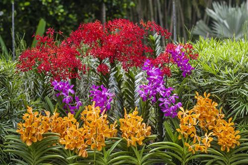Singapore’s Gardens Abloom with a Palette of Plants You Won’t Find Anywhere Else