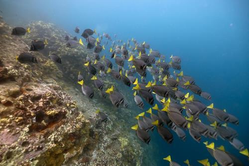Wildlife in San Cristóbal and the Galápagos: Walk in Charles Darwin’s Steps
