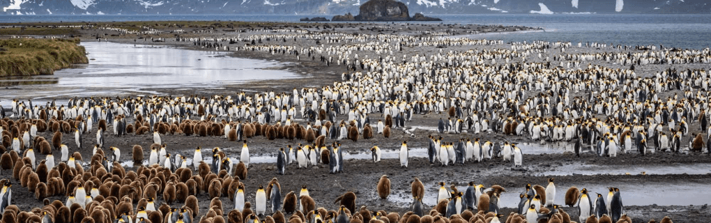 Best Travel agency for cruises in Georgia. Use the cruise travel agent experts at Vincent Vacations travel agency. They have cruise agents in Georgia ready to help. In travel since 2002, Vincent Vacations has the best cruise travel agents certified and awarded in ocean cruises, river cruises, expedition cruises, yacht style, sailing vacations and more.