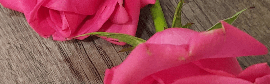 Best Travel agency for cruises in Washington. Use the cruise travel agent experts at Vincent Vacations travel agency. They have cruise agents in Washington ready to help. In travel since 2002, Vincent Vacations has the best cruise travel agents certified and awarded in ocean cruises, river cruises, expedition cruises, yacht style, sailing vacations and more.